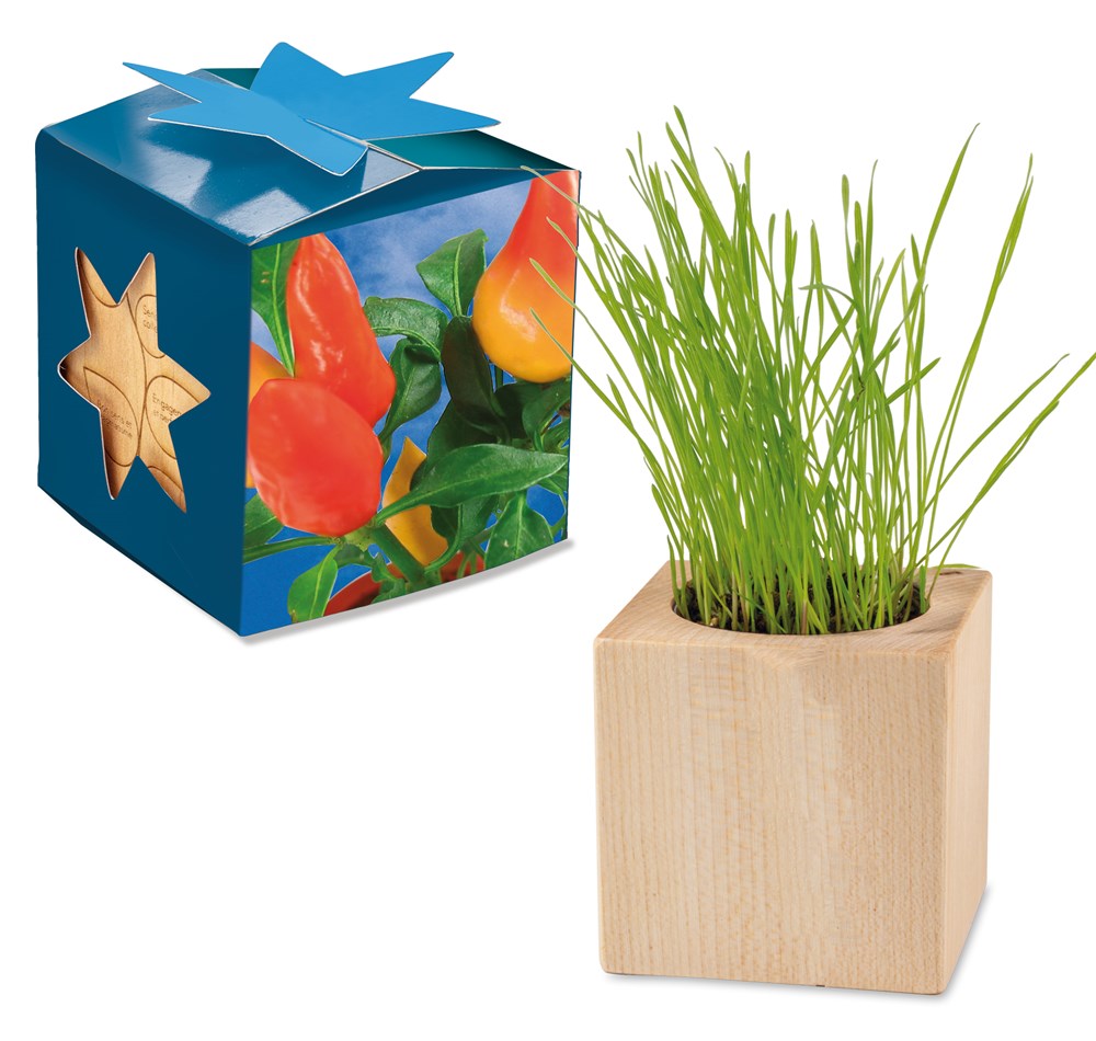 Pflanz-Holz Maxi Star-Box