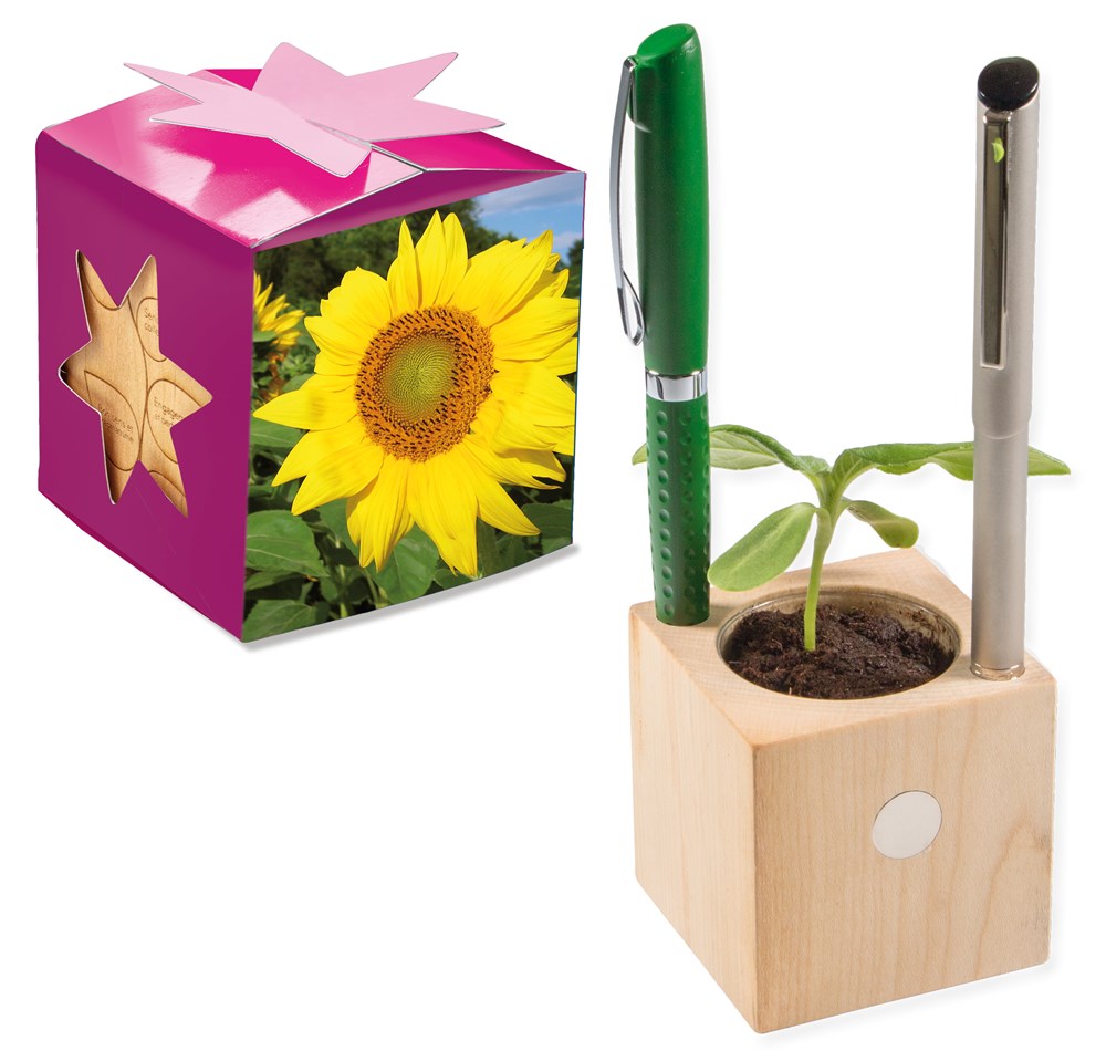 Pflanz-Holz Büro Star-Box