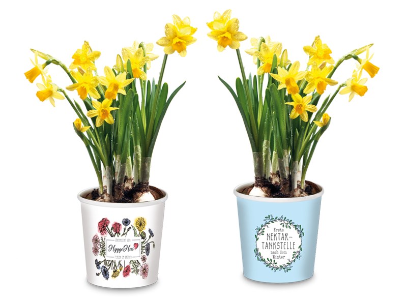 Narzisse, eine nahrhafte Frühlingsbotin - Pflanze im Becher