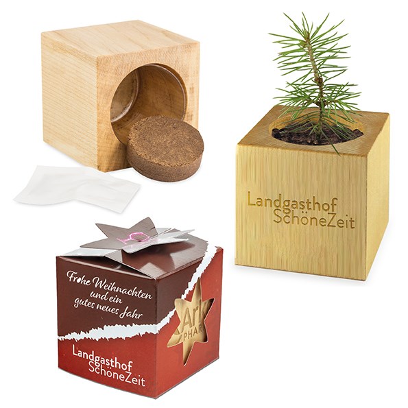 Pflanz-Holz Star-Box Xmas